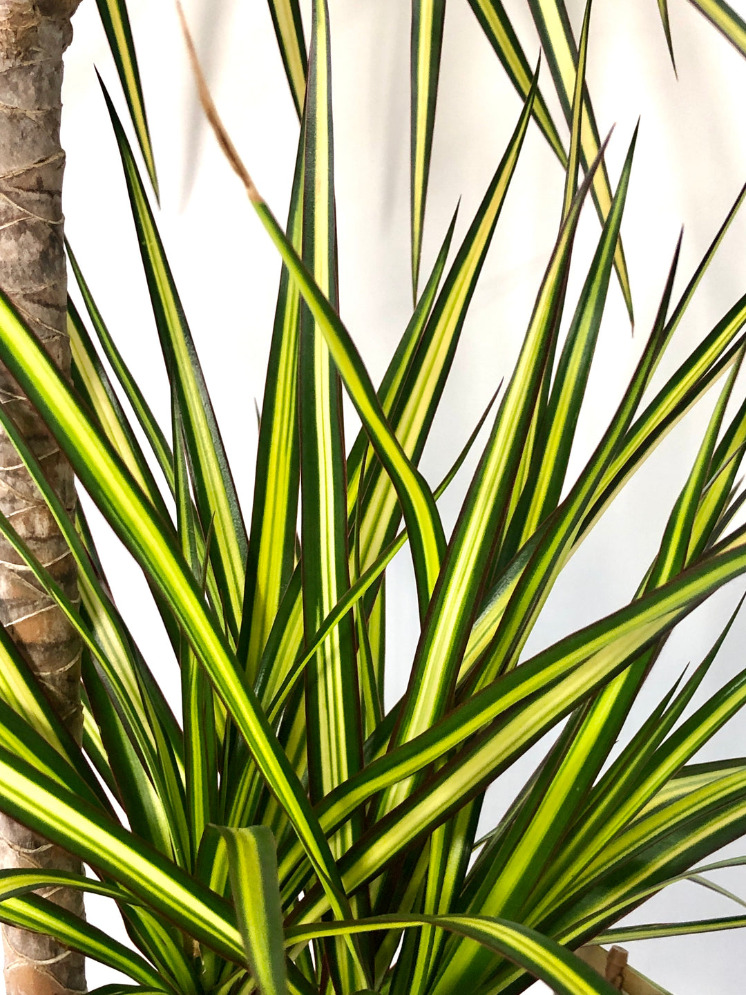 Dracaena ‘Sunray’ – Sunshine Dragon Tree