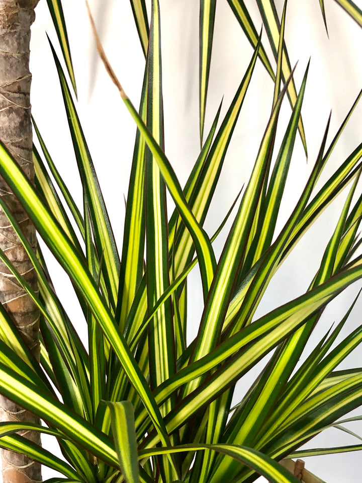 Dracaena ‘Sunray’ – Sunshine Dragon Tree