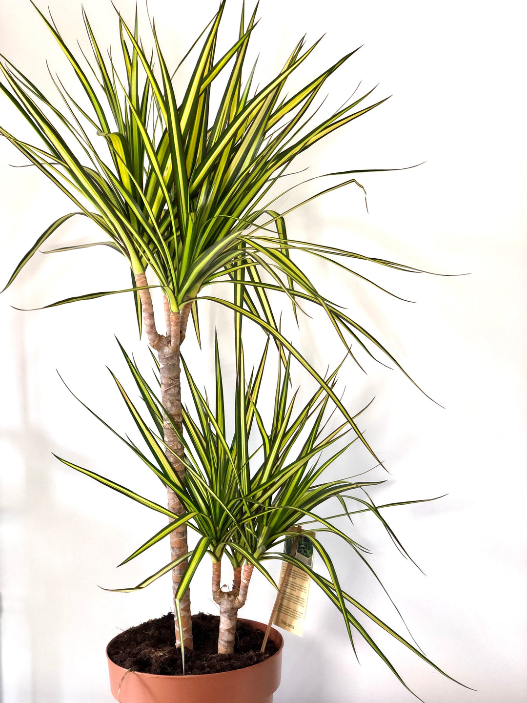 Dracaena ‘Sunray’ – Sunshine Dragon Tree