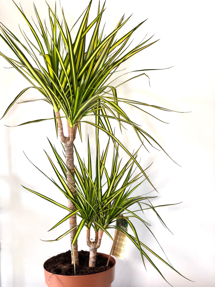 Dracaena ‘Sunray’ – Sunshine Dragon Tree