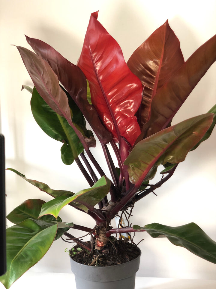Philodendron Prince Of Orange