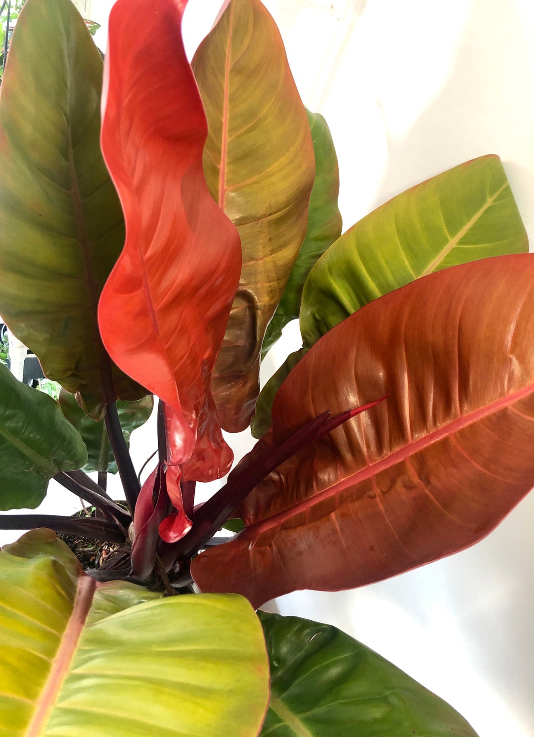 Philodendron Prince Of Orange