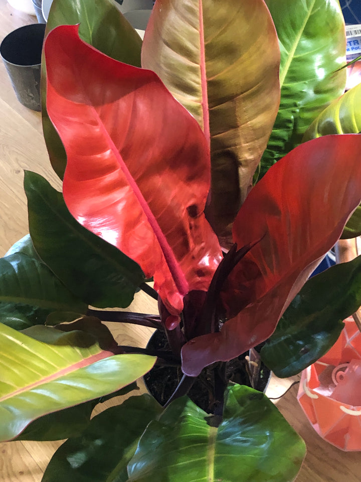 Philodendron Prince Of Orange