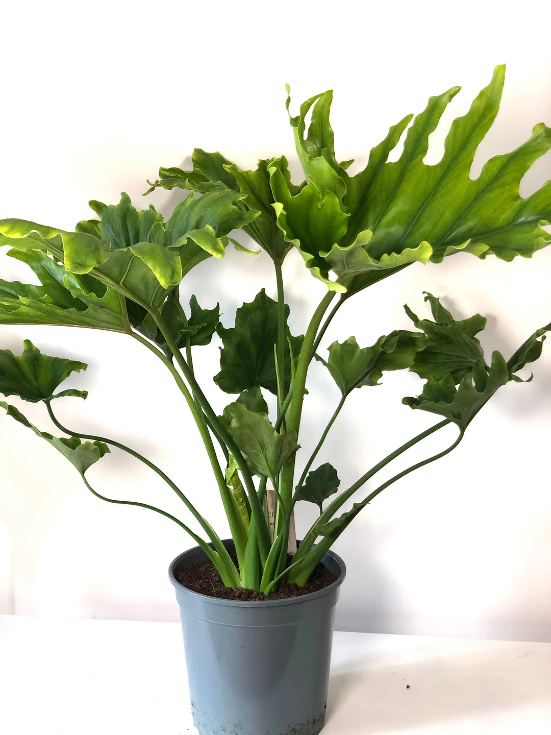 Philodendron Selloum 'hope' -Philodendron bipinnatifidum - Thaumatophyllum bipinnatifidum - Tree Philodendron