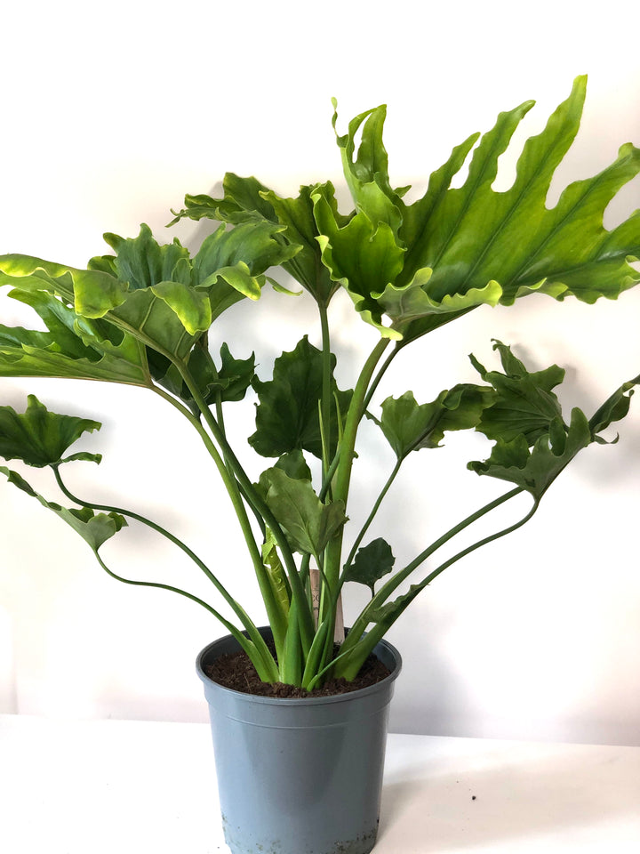 Philodendron Selloum 'hope' -Philodendron bipinnatifidum - Thaumatophyllum bipinnatifidum - Tree Philodendron
