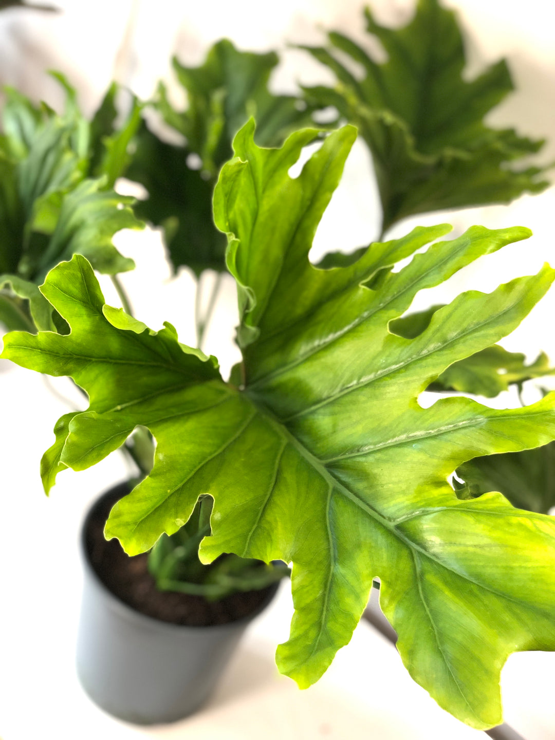 Philodendron Selloum 'hope' -Philodendron bipinnatifidum - Thaumatophyllum bipinnatifidum - Tree Philodendron