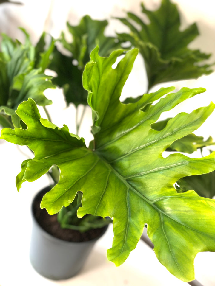 Philodendron Selloum 'hope' -Philodendron bipinnatifidum - Thaumatophyllum bipinnatifidum - Tree Philodendron