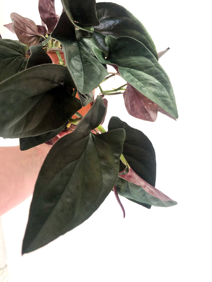 Syngonium Red Arrow