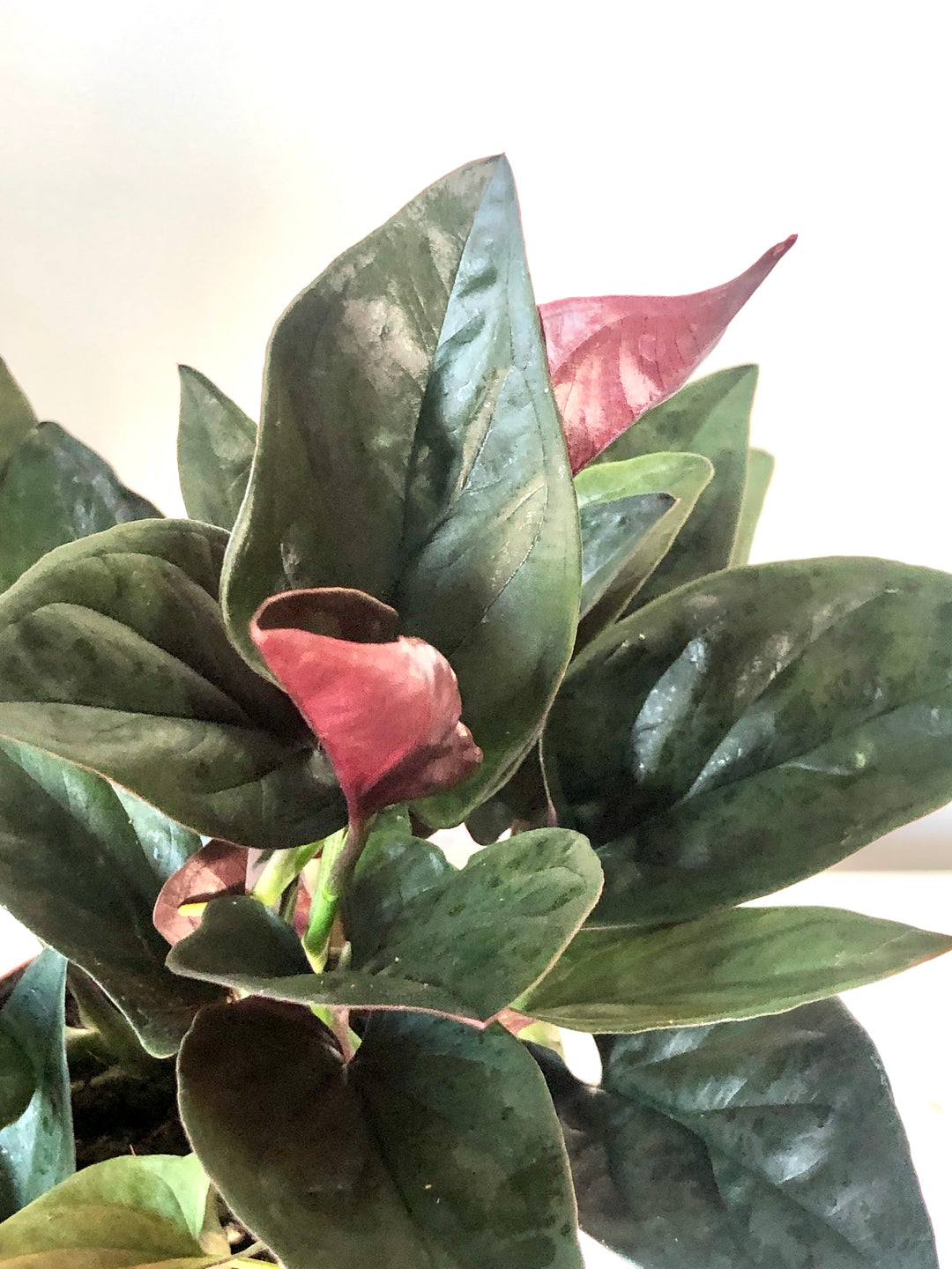 Syngonium Red Arrow