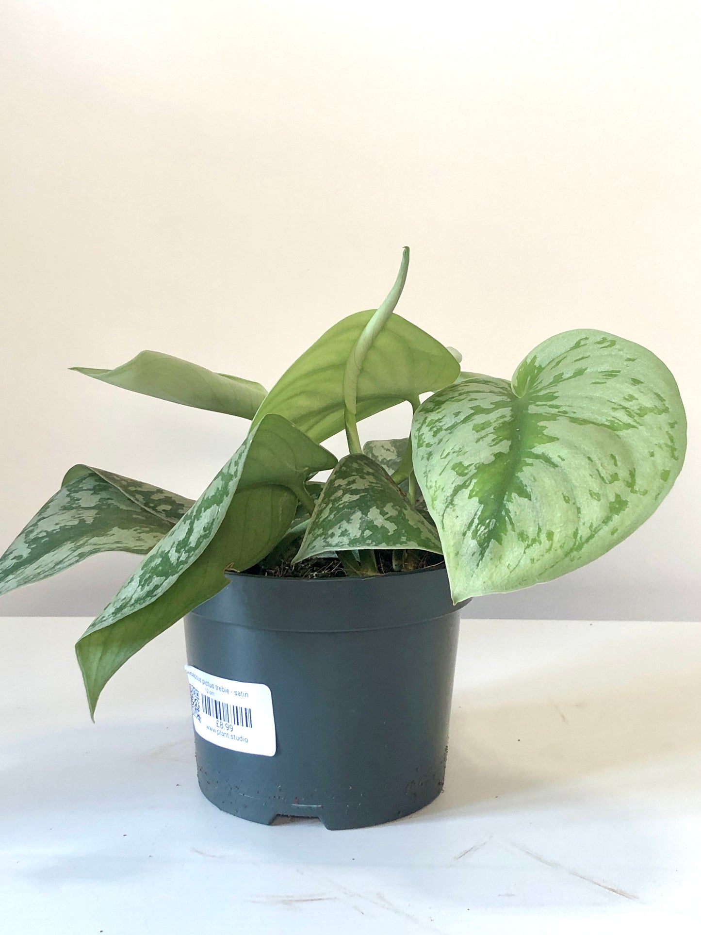 Scindapsus Pictus Trebie - Satin Pothos