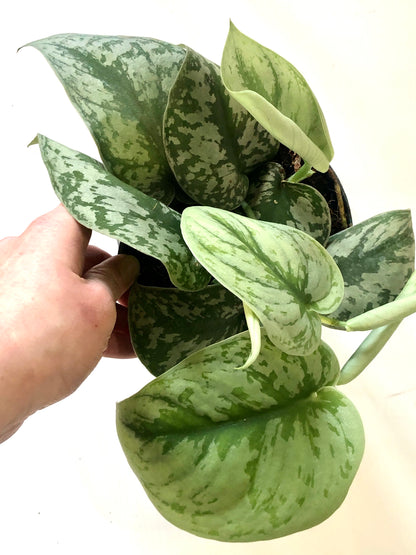 Scindapsus Pictus Trebie - Satin Pothos