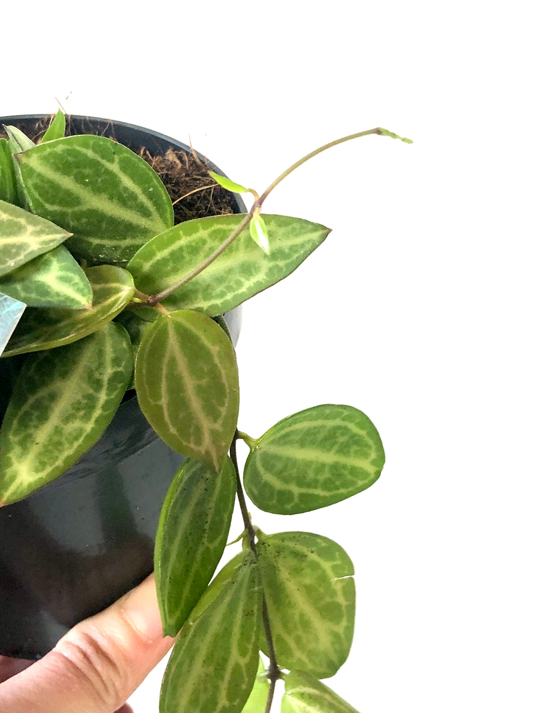 Dischidia Melon - Watermelon plant