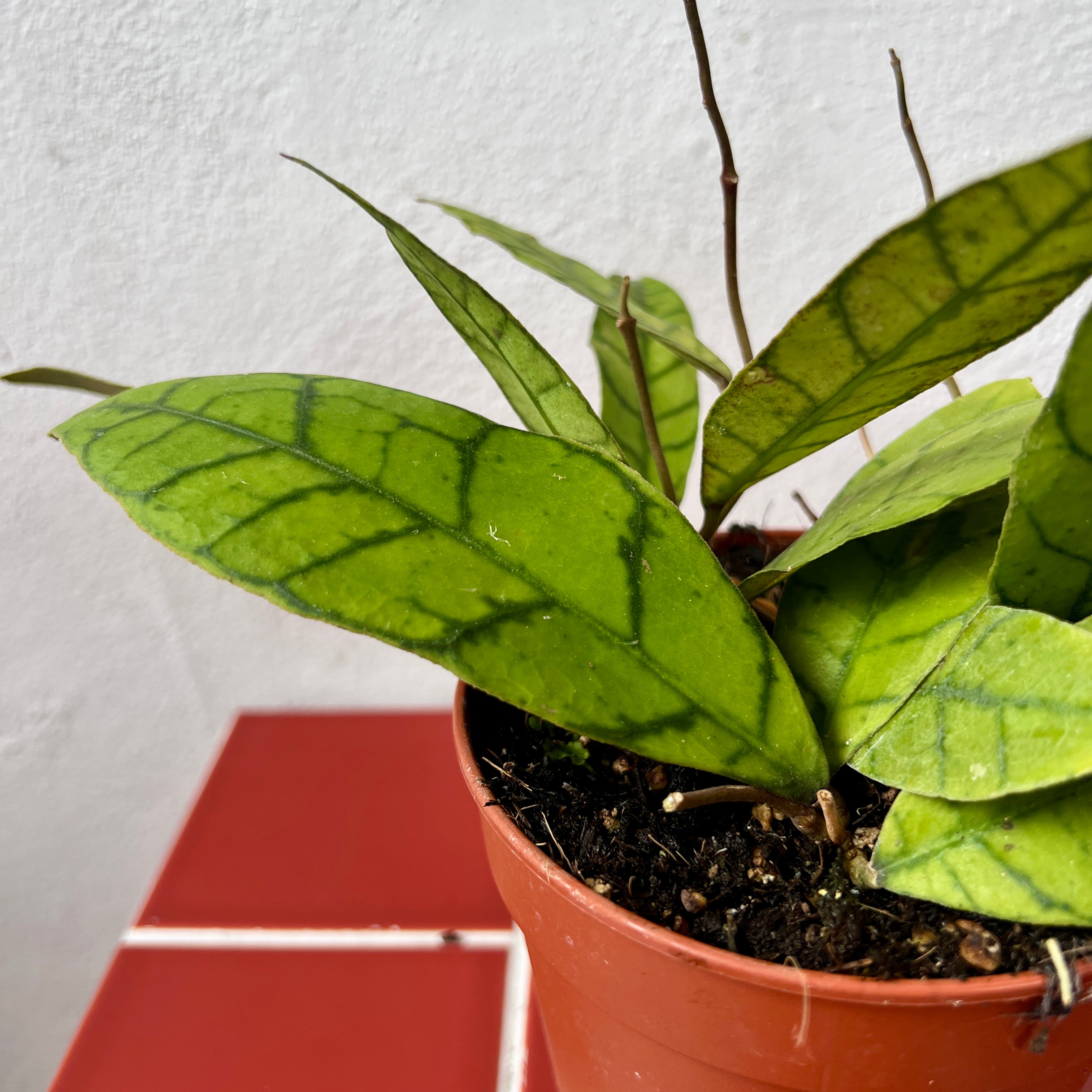 Hoya callistophylla – Rare Veined Wax Plant | Pet Safe Houseplant