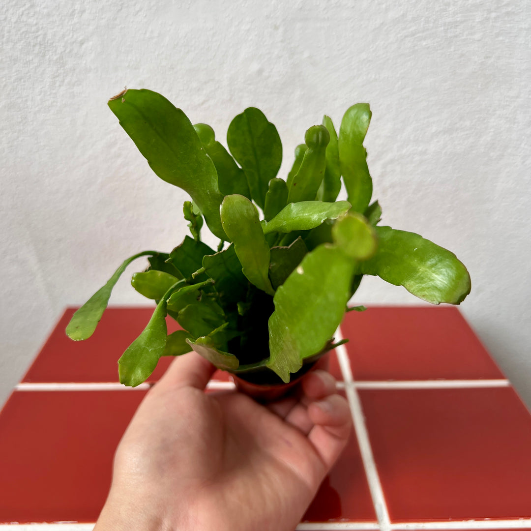 Epiphyllum pumilum – Miniature Orchid Cactus