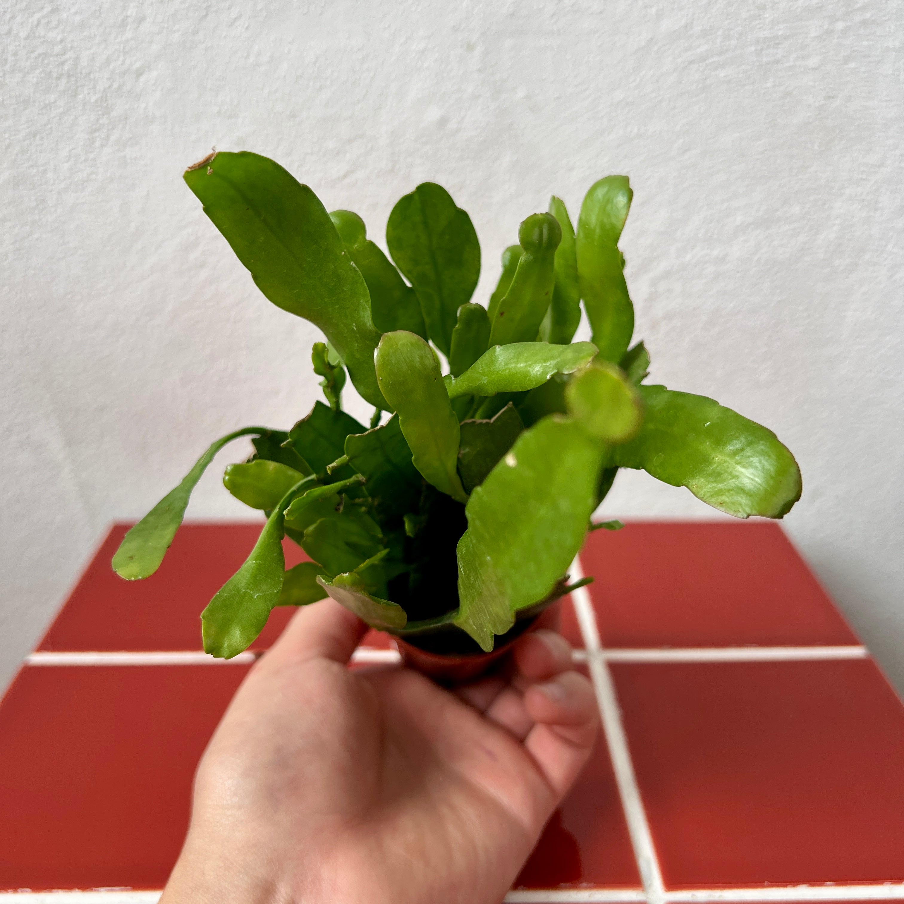 Houseplants