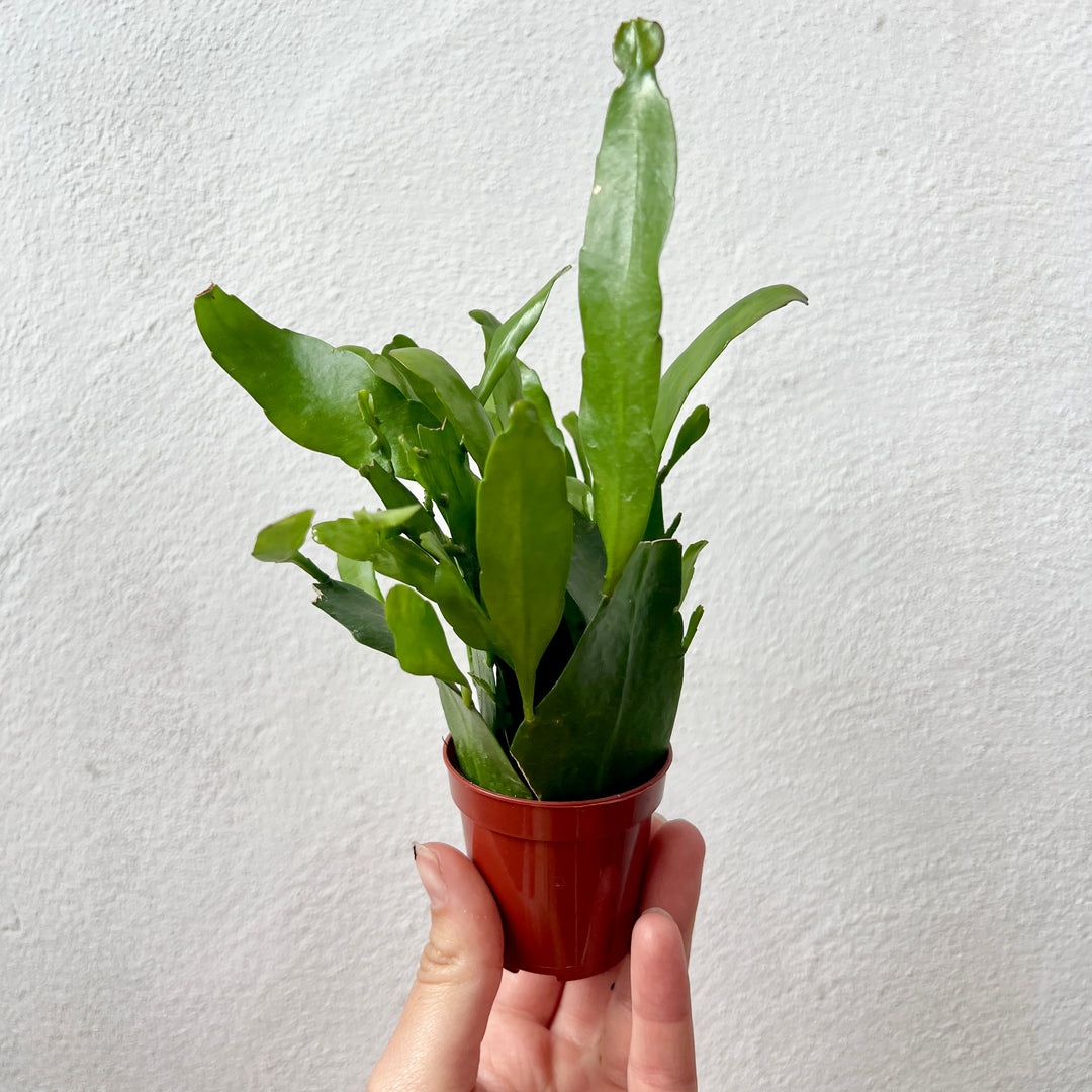 Epiphyllum pumilum – Miniature Orchid Cactus