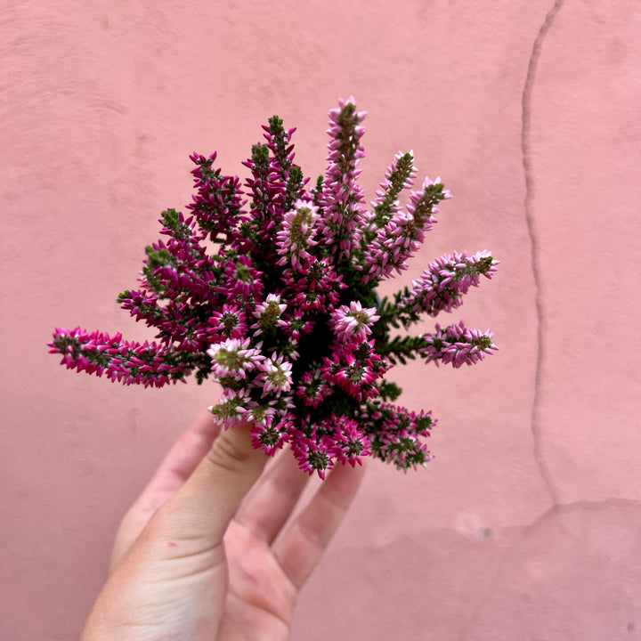 Calluna vulgaris ‘Beauty Ladies Mini Trio Wildberry’ - Heather