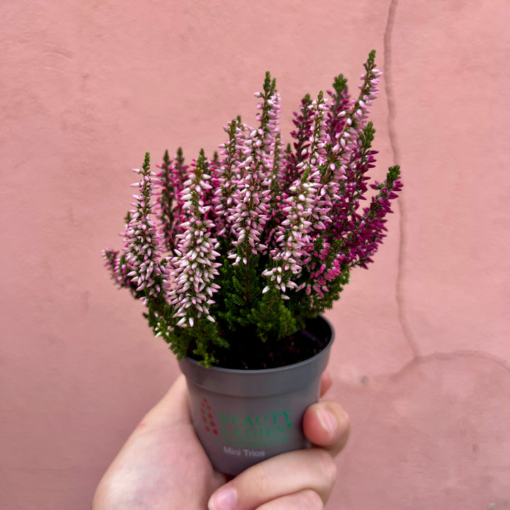 Calluna vulgaris ‘Beauty Ladies Mini Trio Wildberry’ - Heather