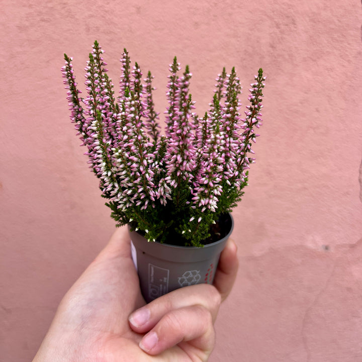 Calluna vulgaris ‘Beauty Ladies Mini Roze’ - Heather