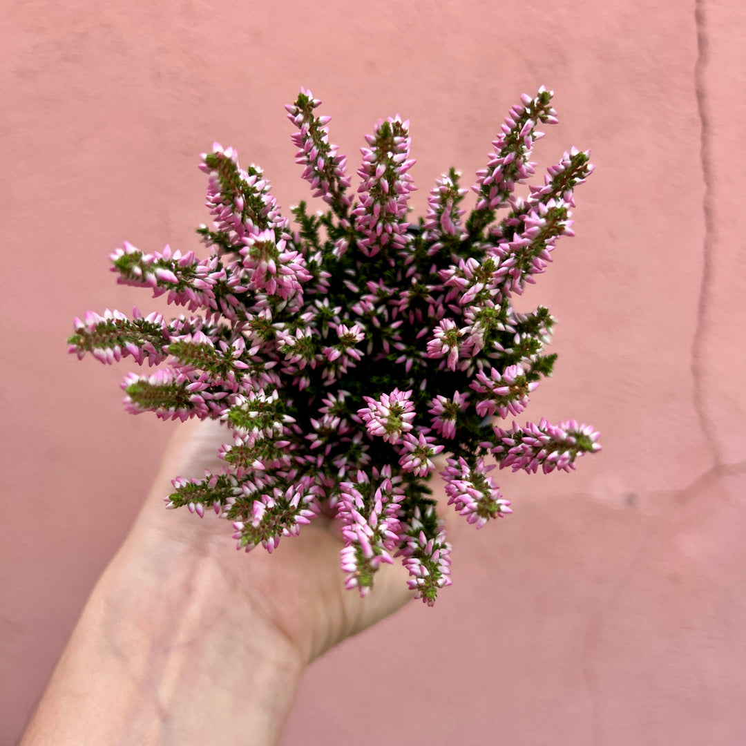 Calluna vulgaris ‘Beauty Ladies Mini Roze’ - Heather