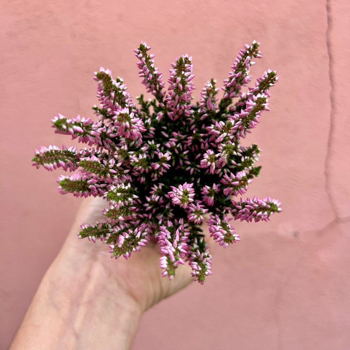 Calluna vulgaris ‘Beauty Ladies Mini Roze’ - Heather