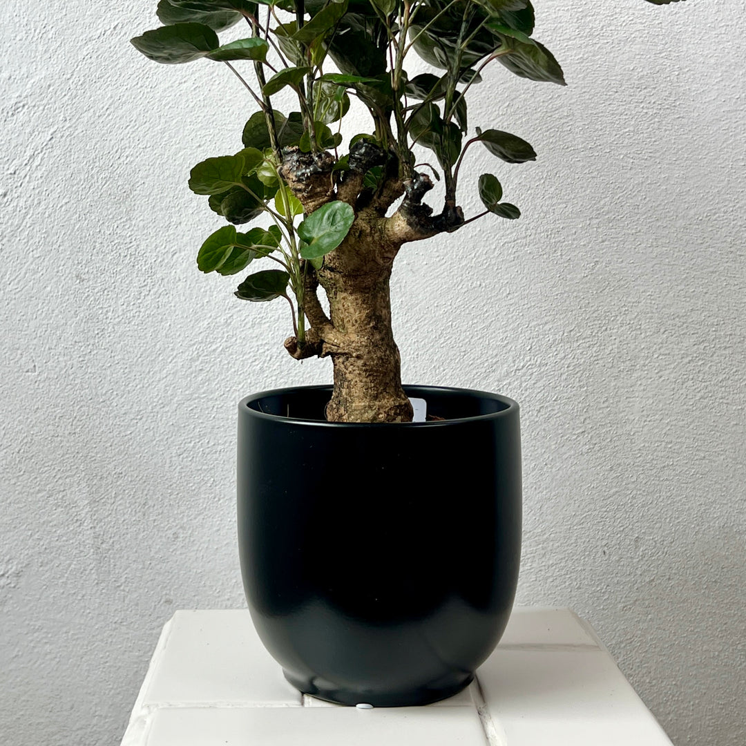 Hortus Cairo Black Plant Pot – Medium (Ø15.5 × H13 cm) & Small (Ø13.5 × H13 cm)