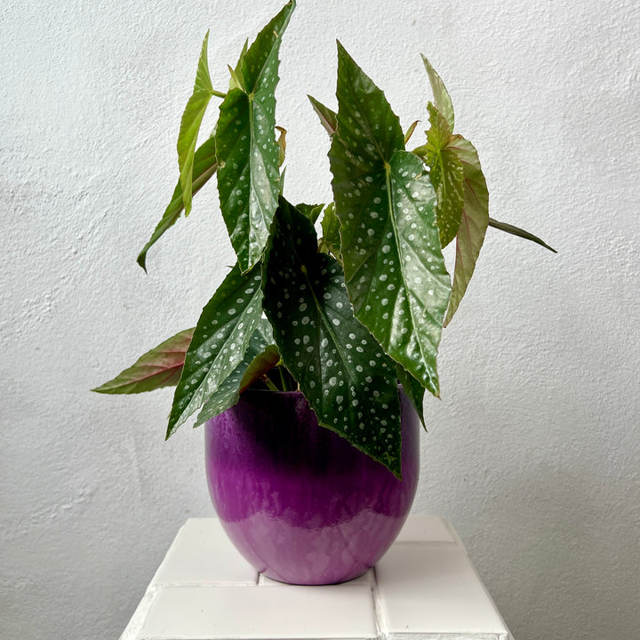 Pot Palazo – Red & Purple Ceramic Plant Pot (Ø16 × H14 cm)