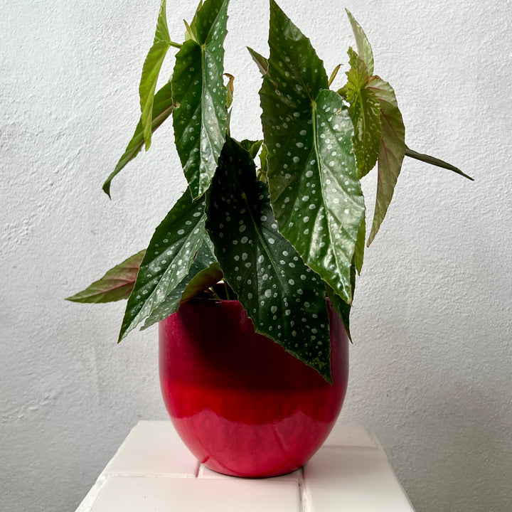 Pot Palazo – Red & Purple Ceramic Plant Pot (Ø16 × H14 cm)