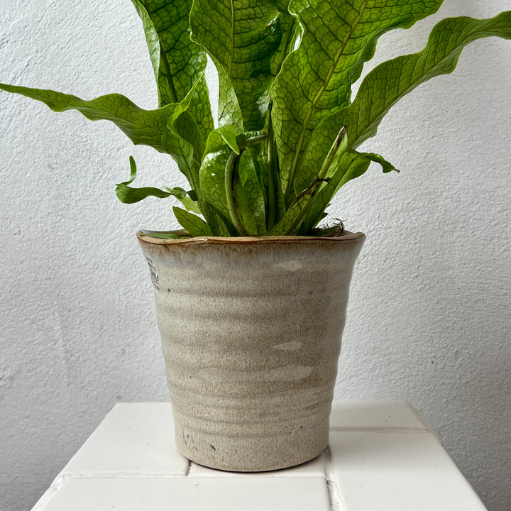 Pot Myrtle – White & Beige Ceramic Plant Pot (Ø14 × H13.5 cm)
