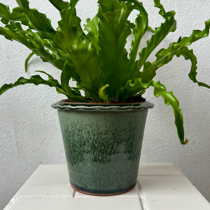 Pot Pie Crust – Blue Grey Ceramic Plant Pot (Ø14 × H11.5 cm)
