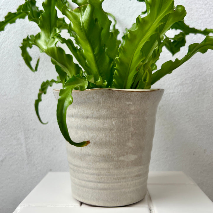 Pot Myrtle – White & Beige Ceramic Plant Pot (Ø14 × H13.5 cm)