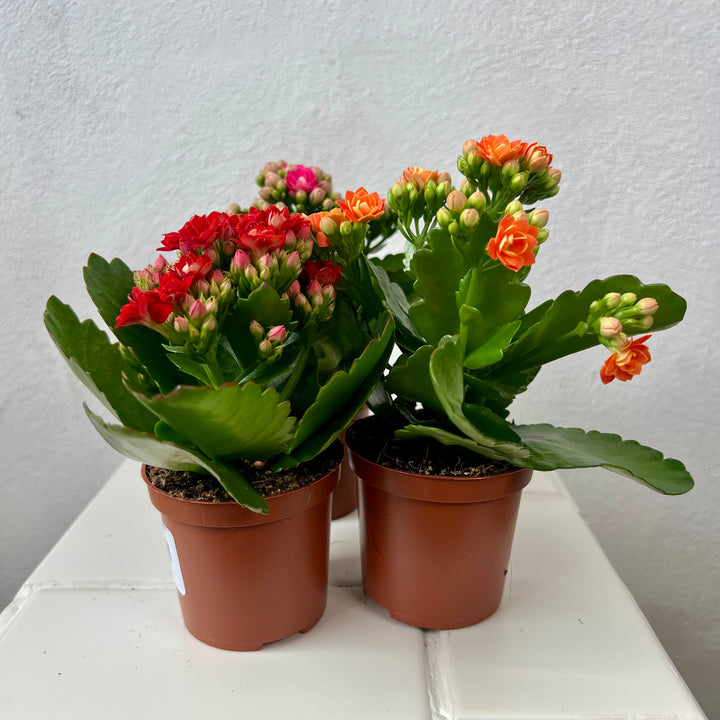 Kalanchoe Rosalina Mix- lucky dip