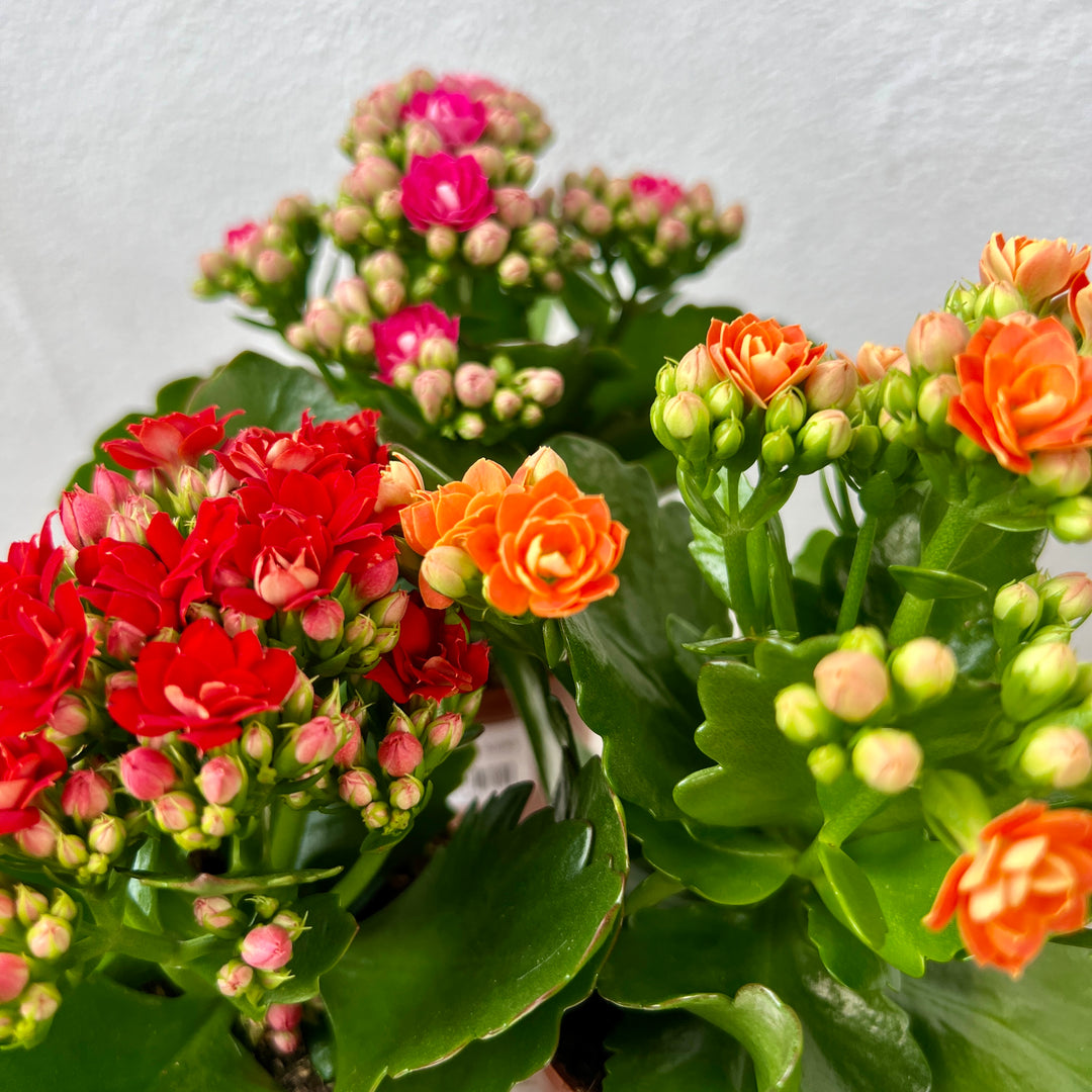 Kalanchoe Rosalina Mix- lucky dip