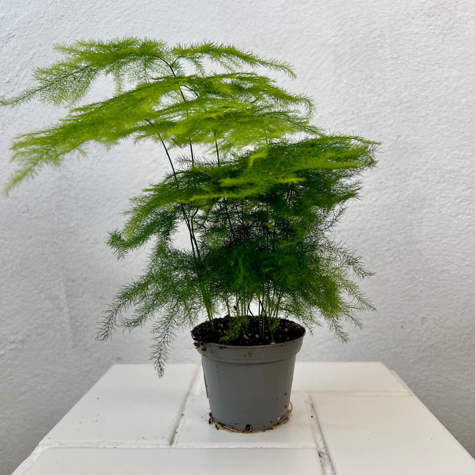 asparagus plant indoor Asparagus setaceus 'Plumosus' – Airy Lace Asparagus Fern for Indoors – Plant Studio
