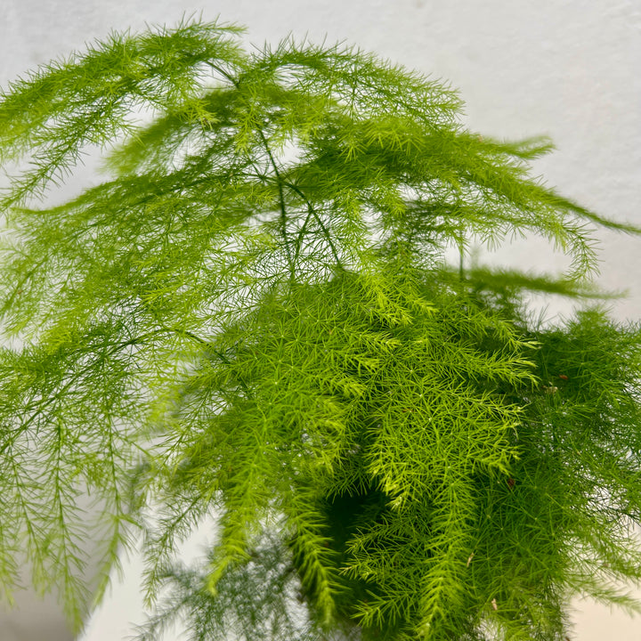 Asparagus Setaceus Plumosus- Asparagus Fern