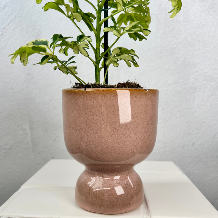 Riah Pink Pot