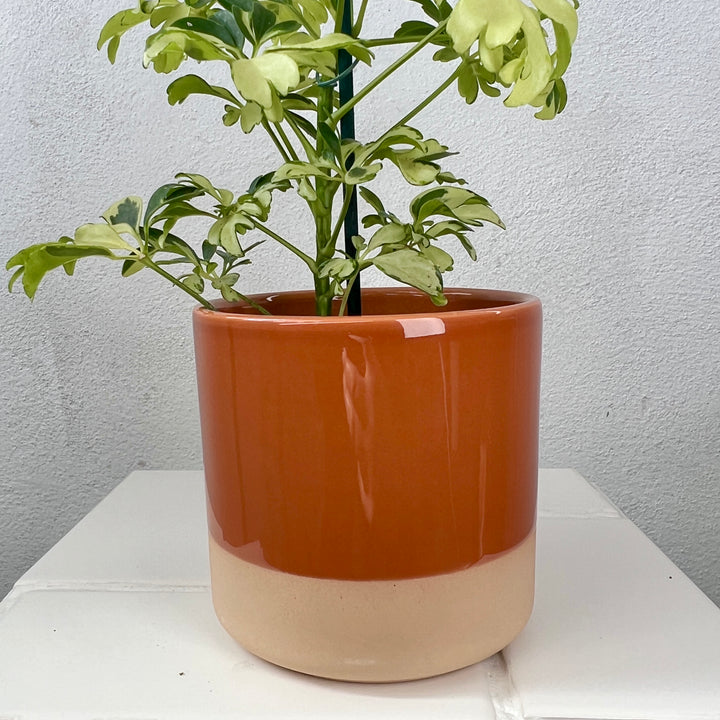 Colour Block Ceramic Pot 10cm