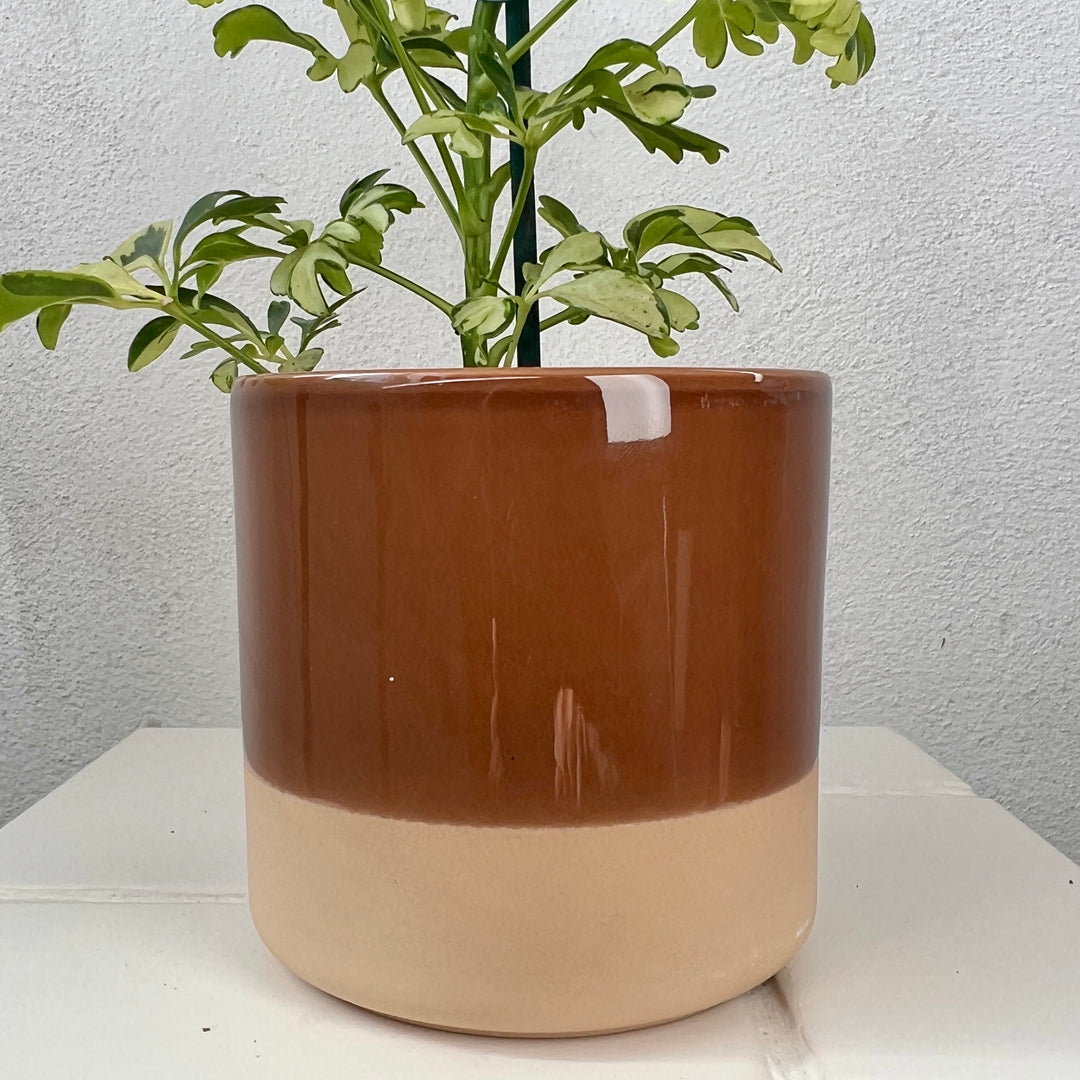 Colour Block Ceramic Pot 10cm