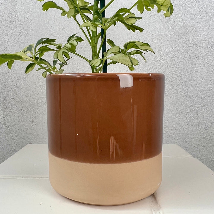 Colour Block Ceramic Pot 10cm