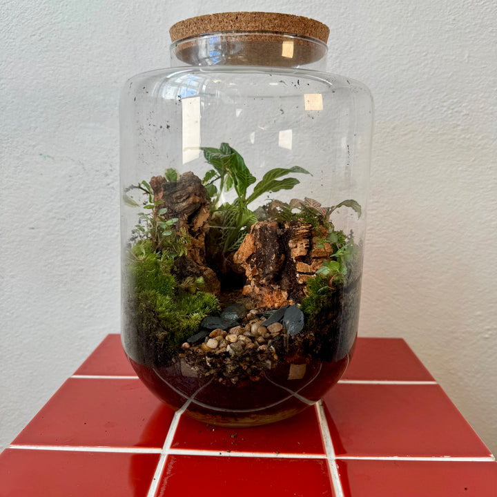 Plant.Studio 'Ravine'