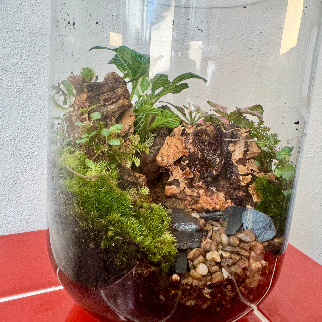 Plant.Studio 'Ravine'