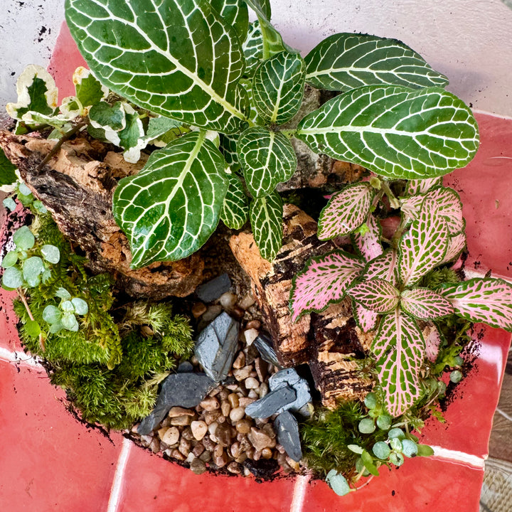 Plant.Studio 'Ravine'