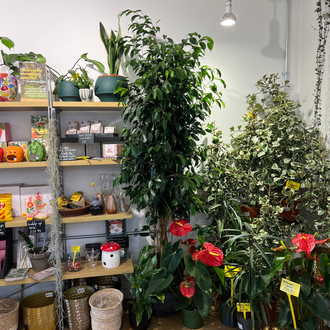 Ficus benjamina 'Danielle'  - Weeping fig