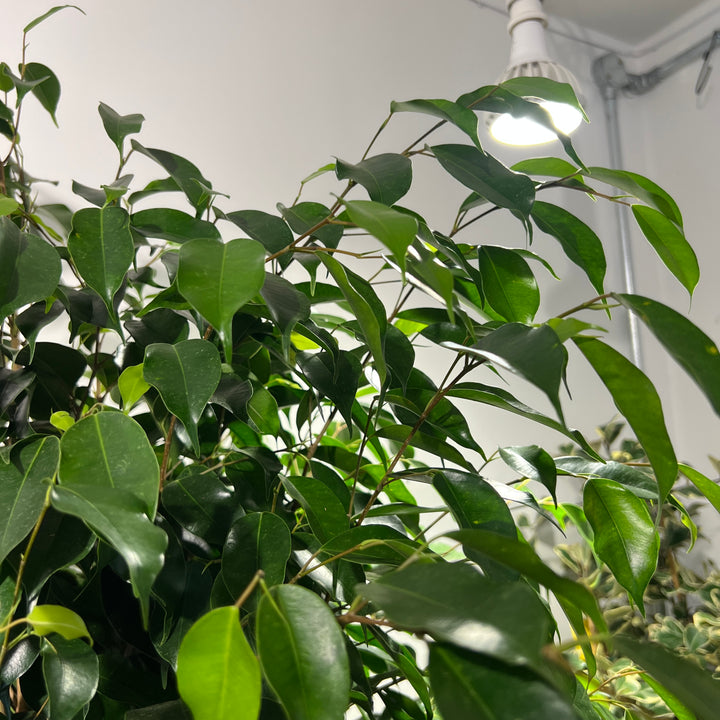 Ficus benjamina 'Danielle'  - Weeping fig