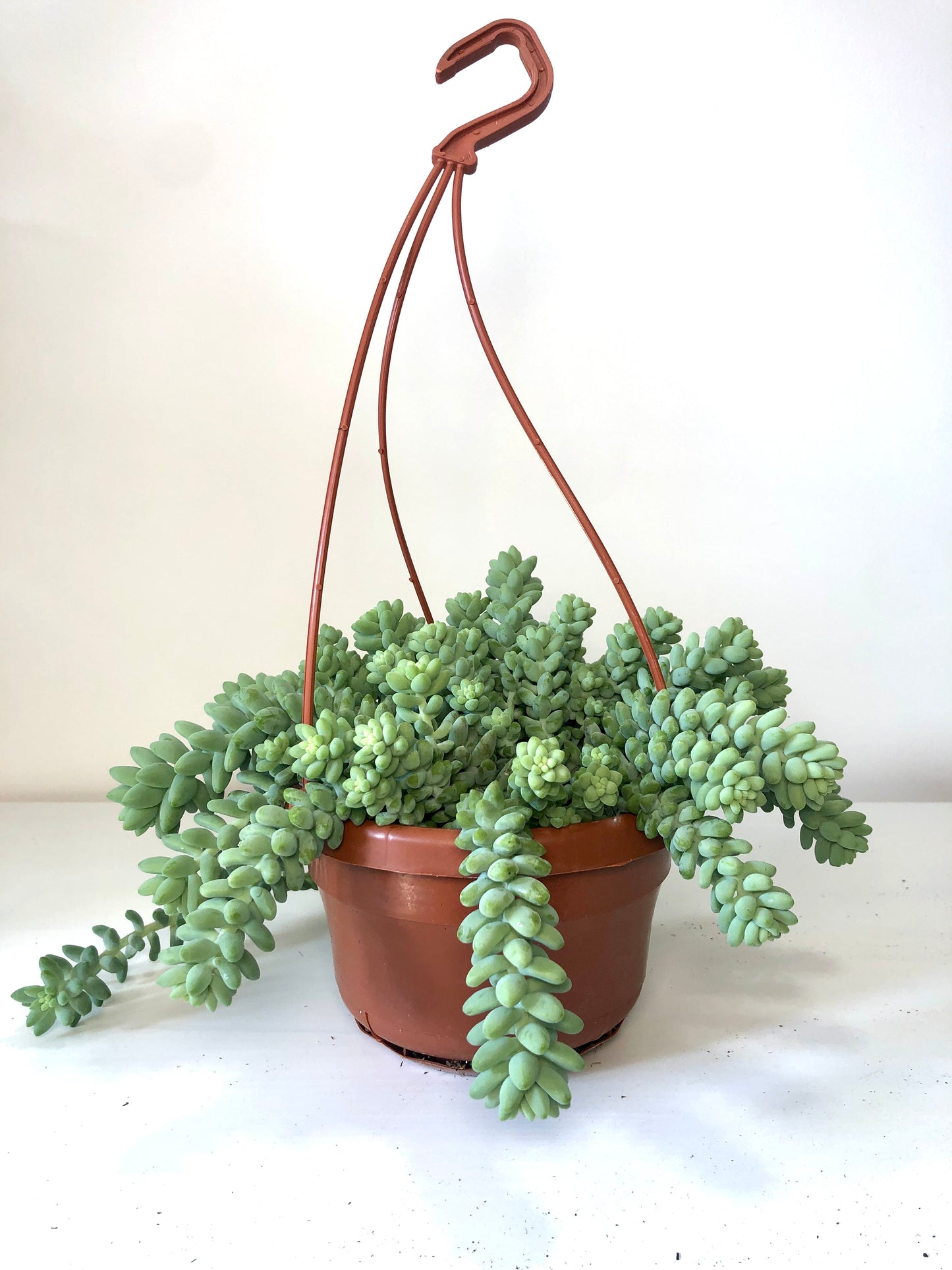 Sedum Burrito - Burrows Tail -Donkey Tail -