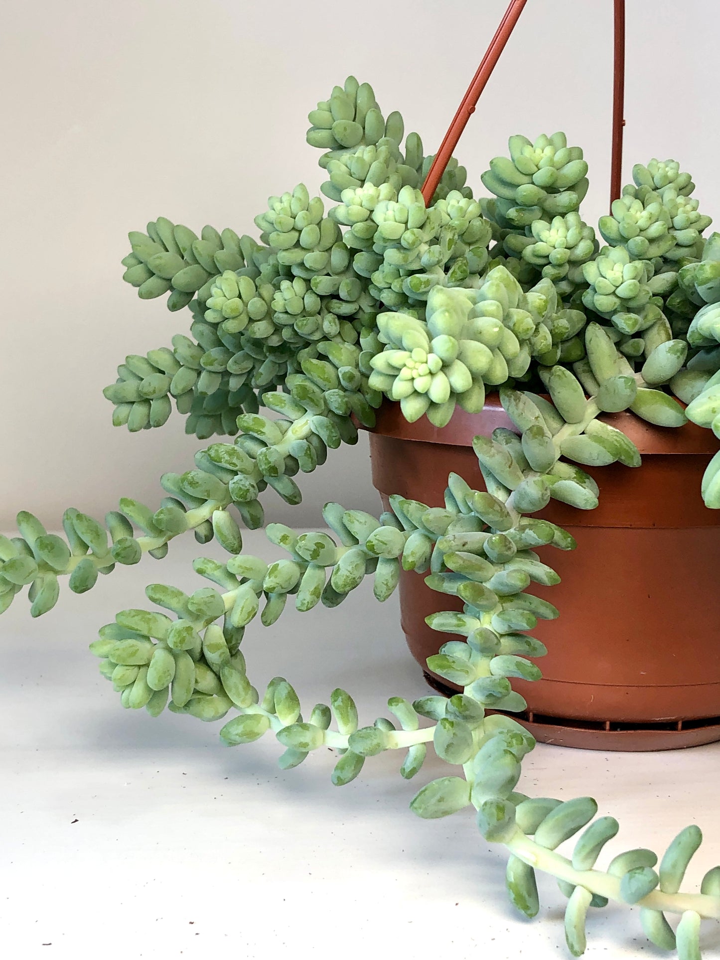 Sedum Burrito - Burrows Tail -Donkey Tail -