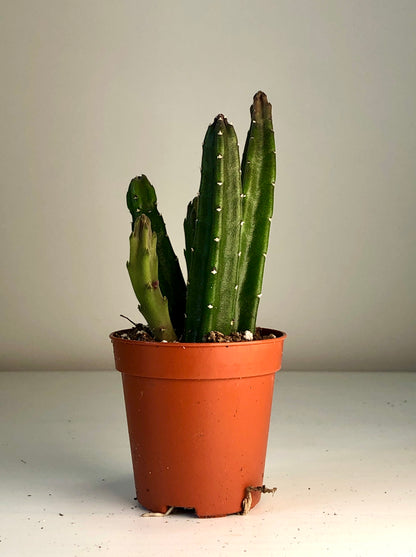 Stapelia Leendertzia Mix