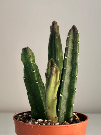 Stapelia Leendertzia Mix