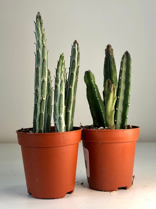 Stapelia Leendertzia Mix