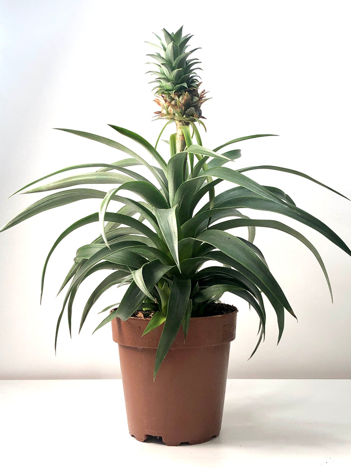 Ananas Mi Amigo - Pineapple plant